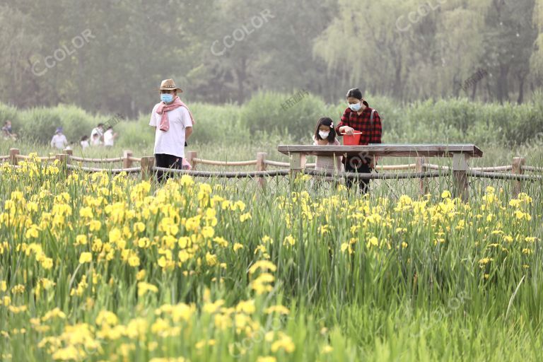 场景类：北京奥林匹克公园的植物花卉